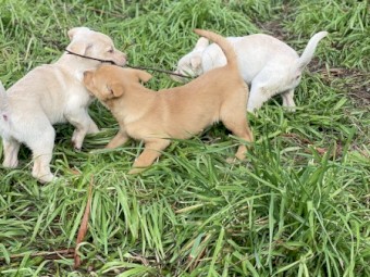 Female Purebred Cream Kelpie Pups