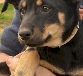 Kelpie pups 3 Sold