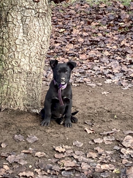 10 week kelpie pups