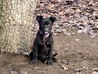 10 week kelpie pups