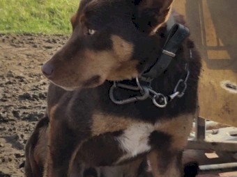 Working Dog - Beloka Bred