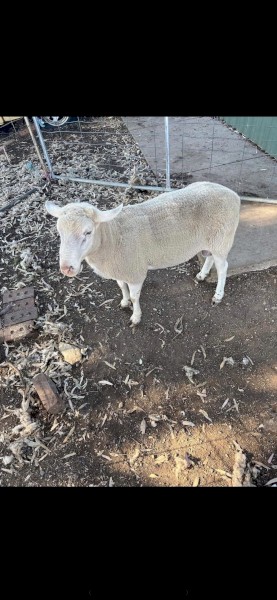 Suffolk Rams