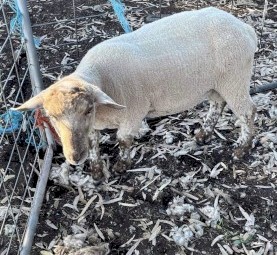 Suffolk Rams