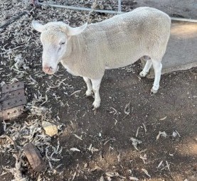 Suffolk Rams