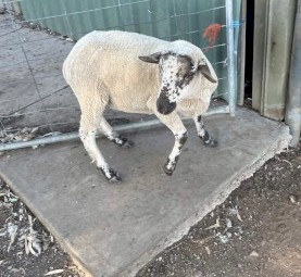 Suffolk Rams
