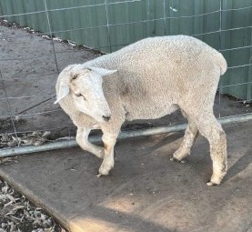 Suffolk Rams