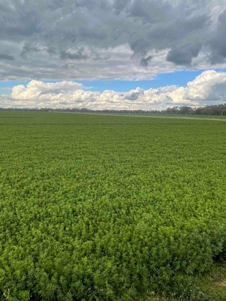 Lucerne silage 