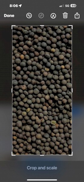 WANTED Wooly Pod Vetch
