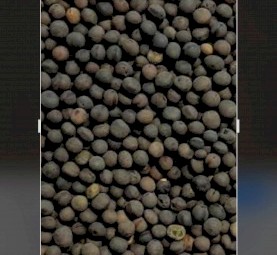 WANTED Wooly Pod Vetch