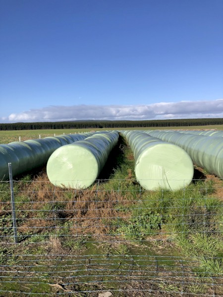 Cereal Silage x 400