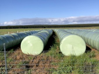 Cereal Silage x 400
