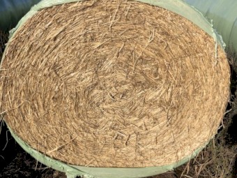 Cereal Silage x 400