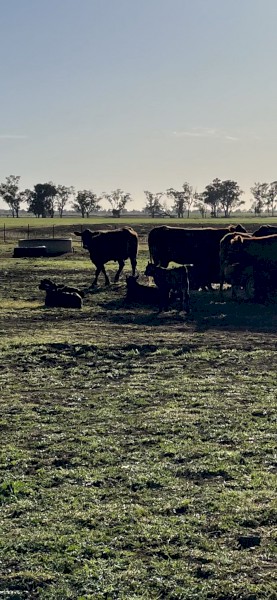 Cow’s and Calves