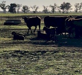 Cow’s and Calves