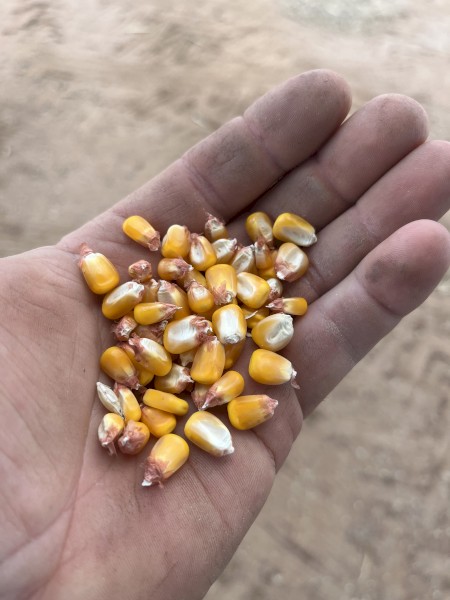 Feed corn
