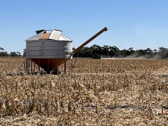 Feed corn