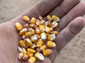 Feed corn