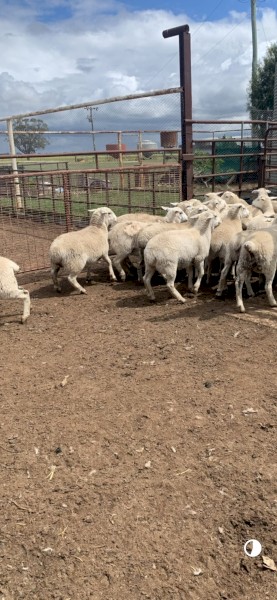 Aussie White Ewes 