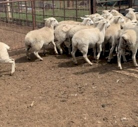 Aussie White Ewes 