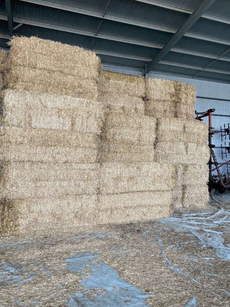 Barley Straw