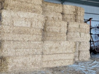 Barley Straw