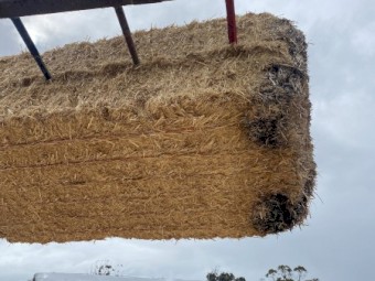 Barley Straw