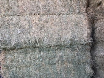 Lucerne hay 8x4x3