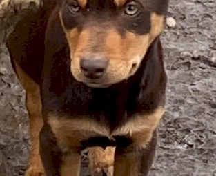  3 Australian kelpie pups ready to go 