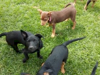 Kelpie Pups 