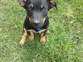 Kelpie Pups 