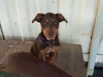 Kelpie Pups 