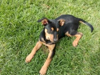 Kelpie Pups 
