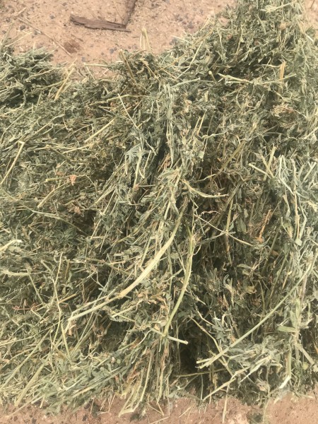 120mt Lucerne Hay 650kg 8x4x3 Bales