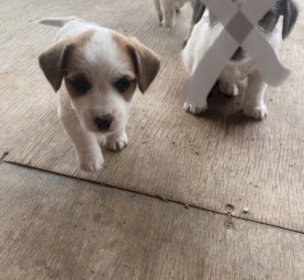 Jack Russell/ Foxy Pups