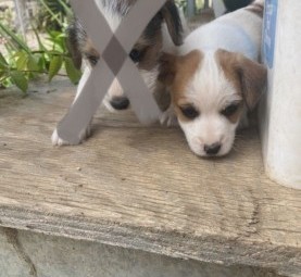 Jack Russell/ Foxy Pups