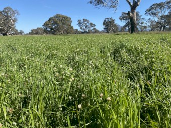 Clover and Rye Grass 5x4 Rolls