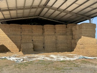 Barley Header Tailings