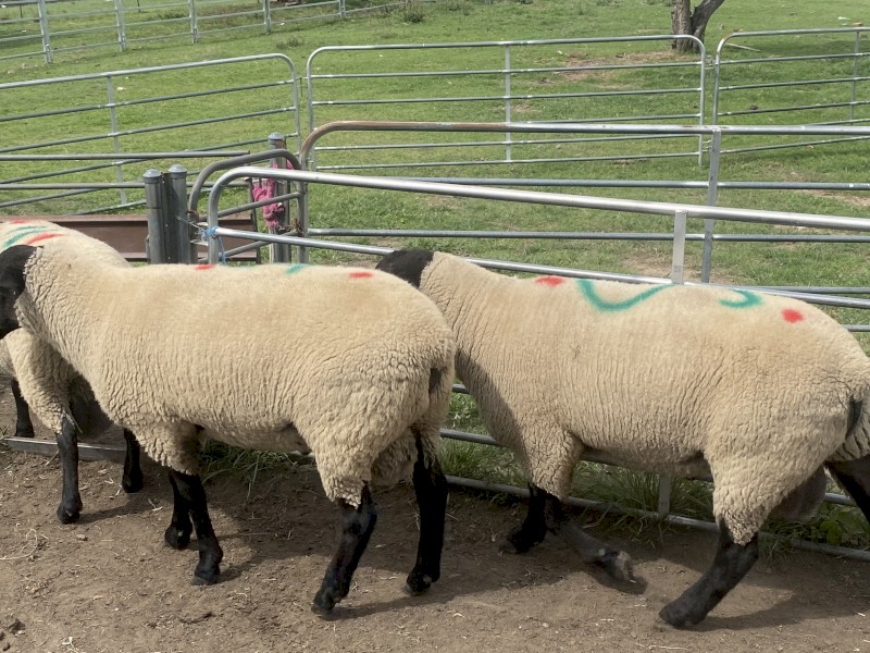 18 x Stud Suffolk Rams