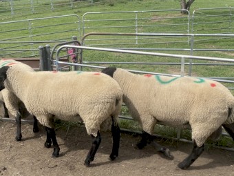 18 x Stud Suffolk Rams