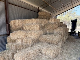 Wheaten Hay Small Square Bales