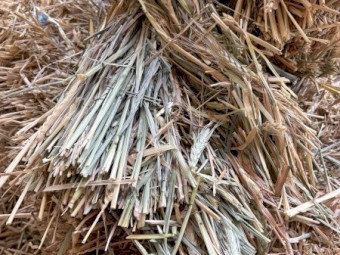 Wheaten Hay Small Square Bales