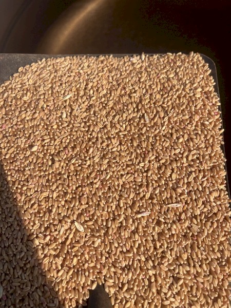 20mt Sheriff CL Wheat
