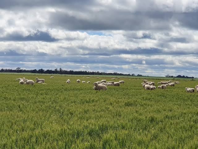 WANTED Failed Crops suitable for Livestock Agistment