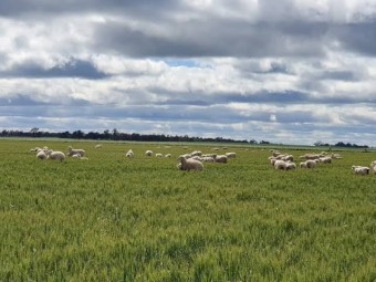 WANTED Failed Crops suitable for Livestock Agistment