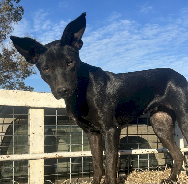 Homebrook Cruise - Started WKC registered Kelpie
