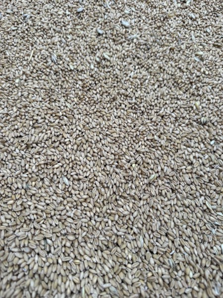10mt Calibre Wheat Seed