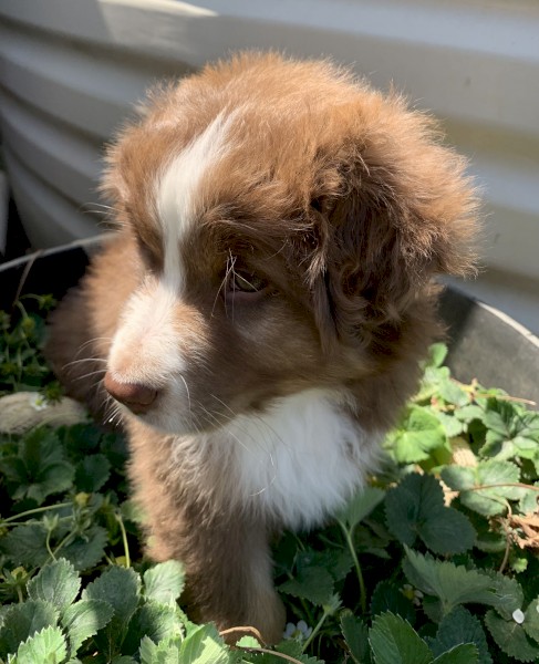 Australian Shepherd Purebred Red Tri female