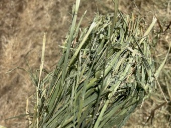 250-300mt Barley Hay 8x4x3 Bales