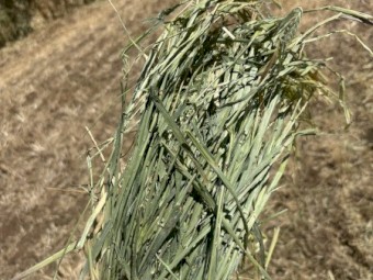 250-300mt Barley Hay 8x4x3 Bales
