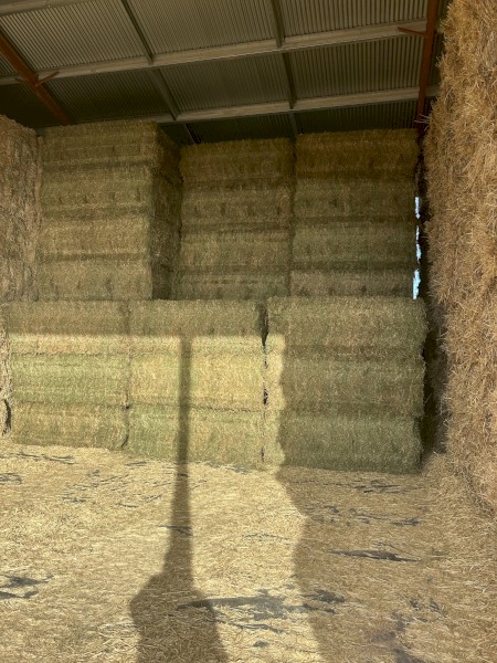 85mt Lucerne Hay 700-750kg 8x4x3 Bales